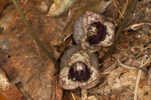 Hexastylis heterophylla #15